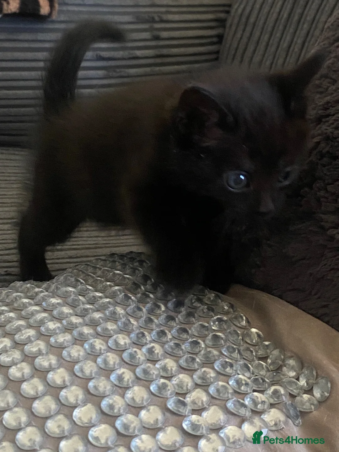 Mixed Breed cats for sale: Beautiful black kittens in West Bromwich - Advert 2