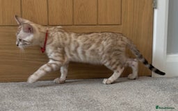 Bengal cats for sale: ❤️Outstanding Silver Mink❤️ Female Bengal TICA Reg - Image 3