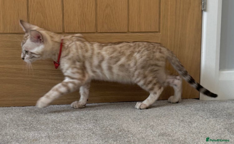 Bengal cats - Advert 12