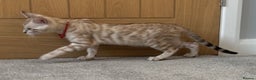 Bengal cats for sale: ❤️Outstanding Silver Mink❤️ Female Bengal TICA Reg - Advert 4