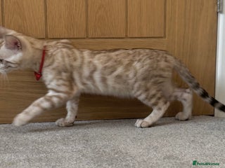 Bengal cats - Advert 23