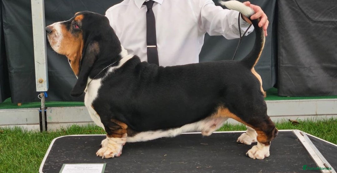 Basset Hound dogs for sale: Pregnancy Confirmed - KC Basset Pups  - Advert 3