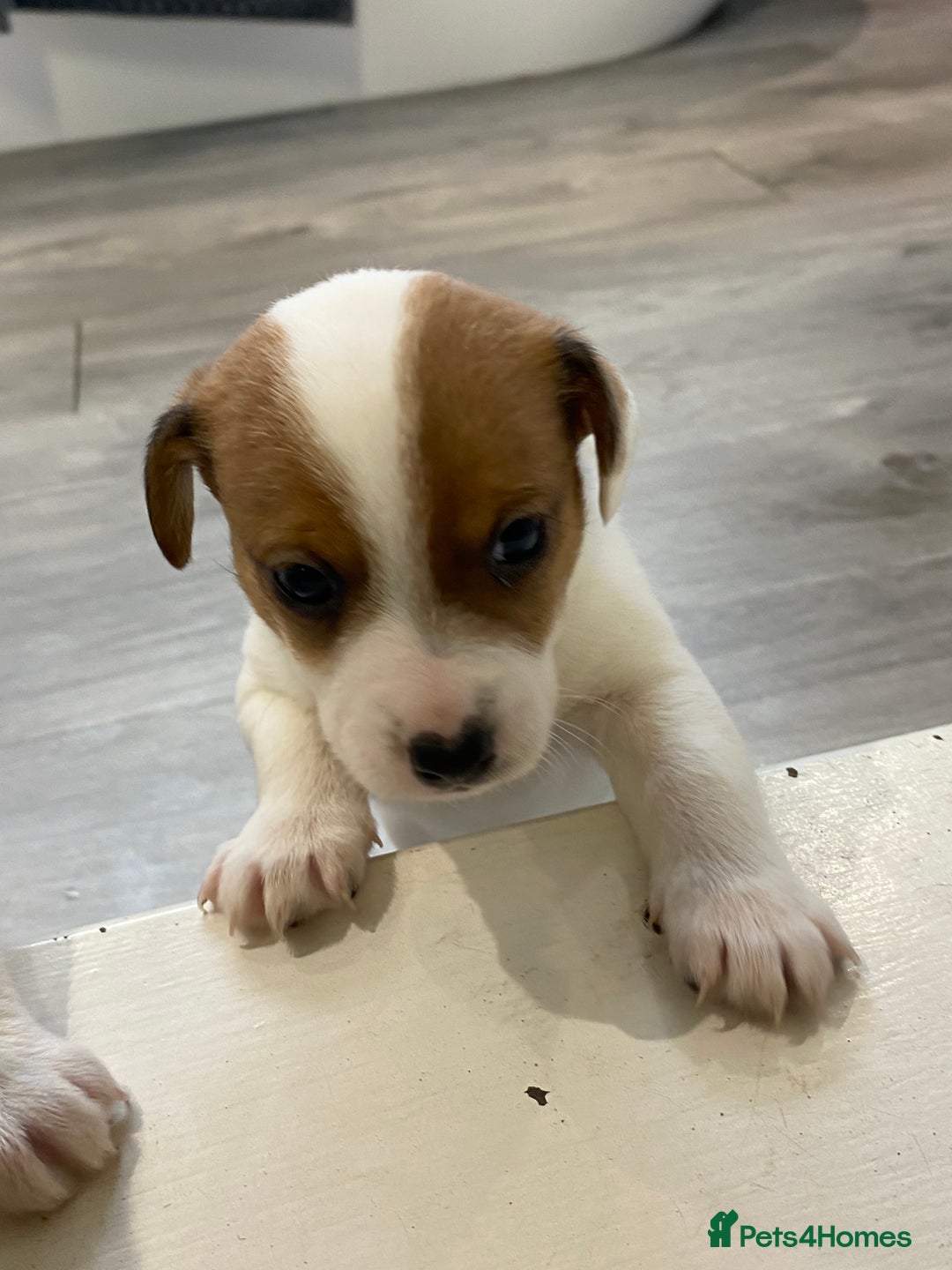 Jack Russell dogs for sale: 3 gorgeous jack Russell boys  - Advert 6
