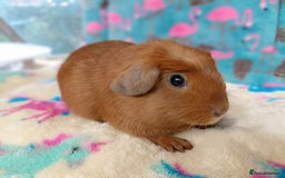 Guinea Pig rodents for sale: Baby DE Crested Golden Sow RTR - Image 2