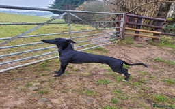 Lurcher dogs for stud: 🌟 Lurcher Stud Available 🌟  - Image 7