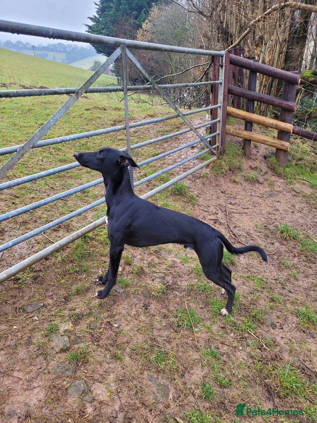 Lurcher dogs for stud: 🌟 Lurcher Stud Available 🌟  - Image 7