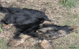 Yorkshire Terrier dogs for sale: Two Yorkshire Terrier Biewer Puppies - Image 7