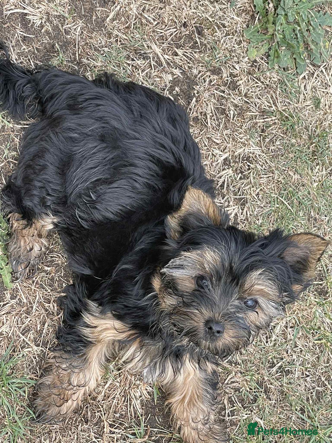 Yorkshire Terrier dogs for sale: Two Yorkshire Terrier Biewer Puppies - Image 7