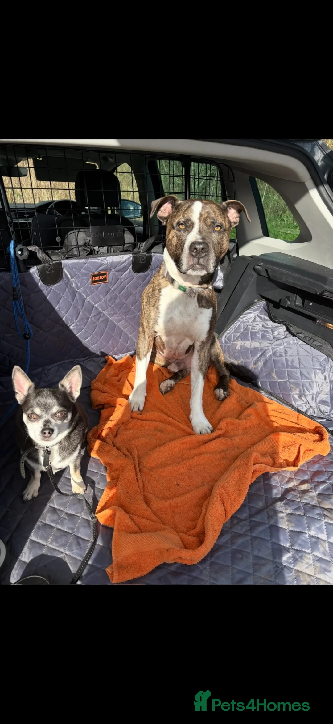 Mixed Breed dogs for sale: 10 year old Staffordshire bullmastiff in Guildford - Advert 4