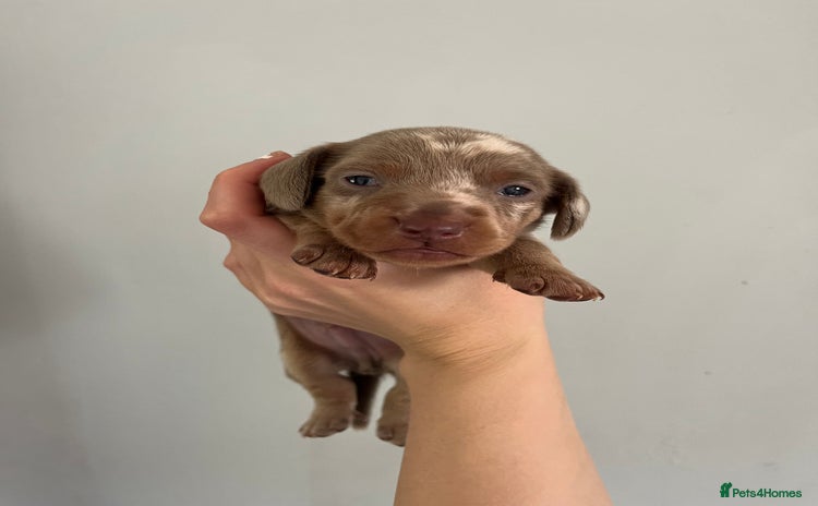 Miniature Dachshund dogs - Advert 10