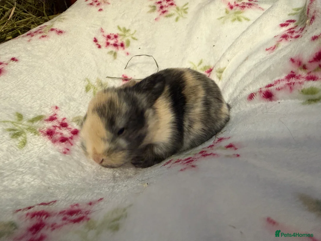 Mini Lop rabbits for sale: Pure Bred Mini Lops - Advert 8