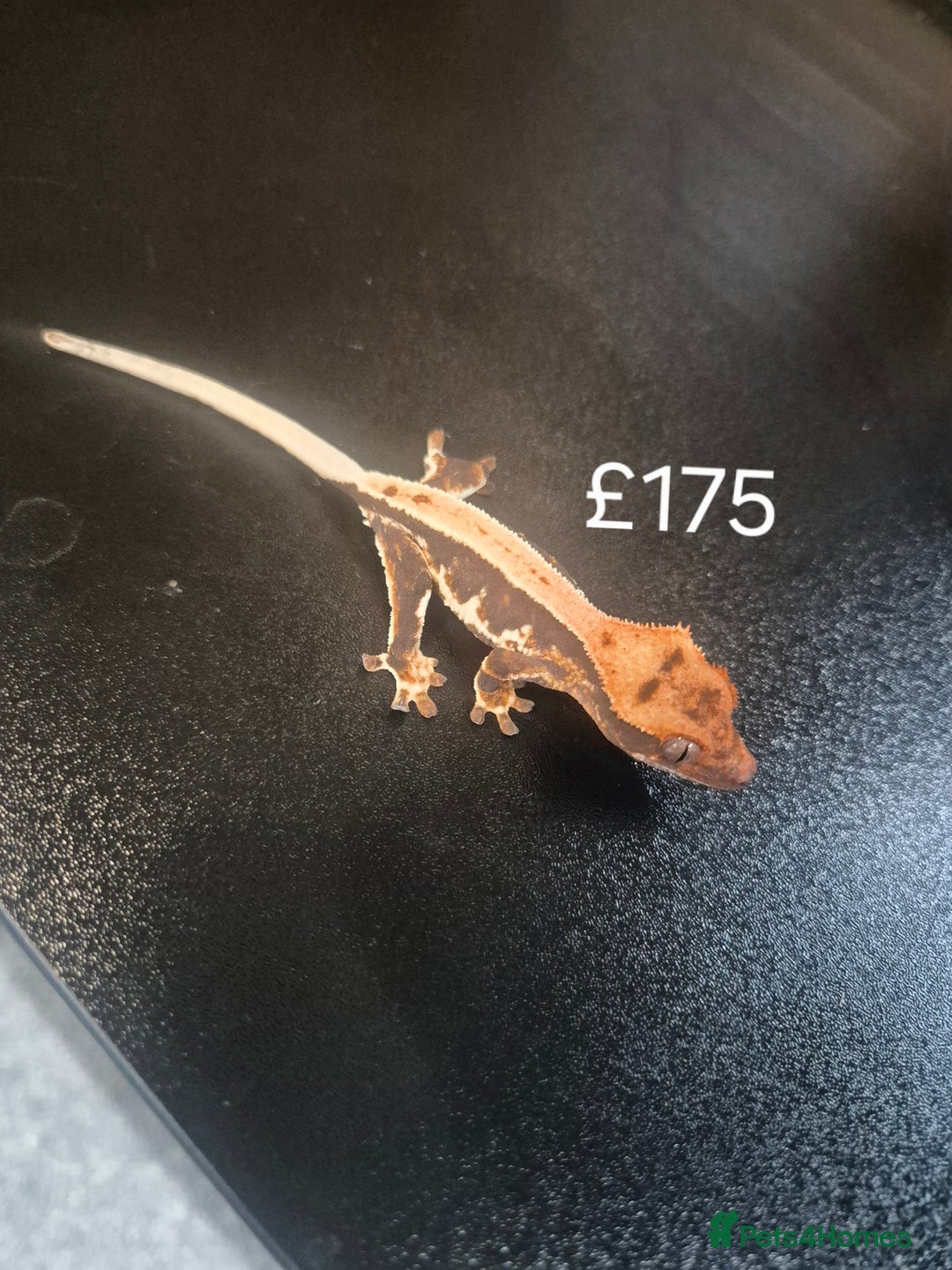 Gecko reptiles for sale: Crested geckos - Advert 7