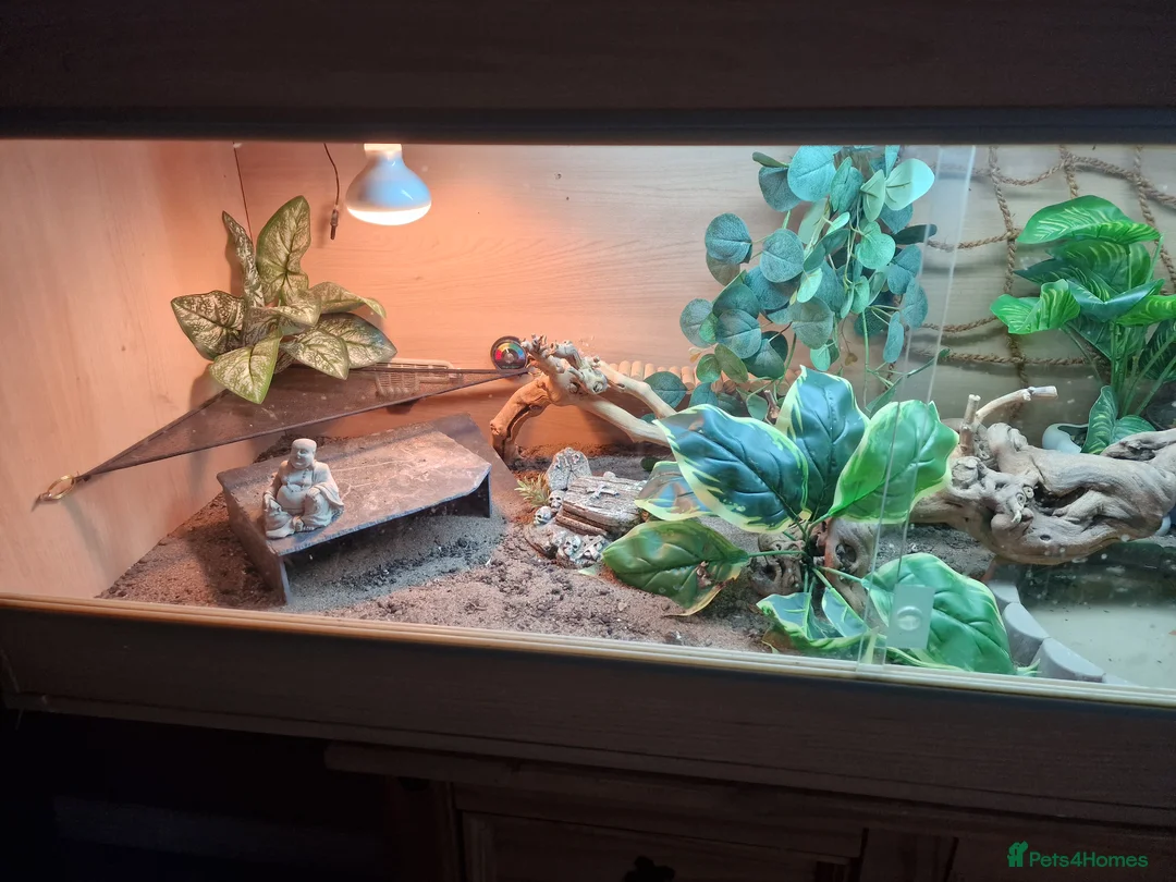 Bearded Dragon reptiles for sale: Bearded dragon and setup for sale - Advert 6