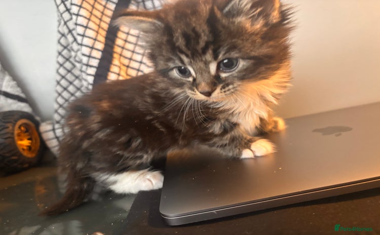 Domestic Shorthair cats - Advert 18