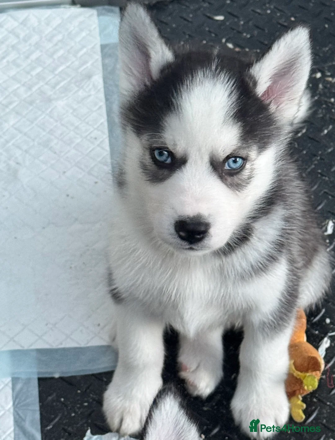 Siberian Husky dogs for sale: 1 KC REG SIBERIAN PUP LEFT (BOY)READY NOW - Advert 12
