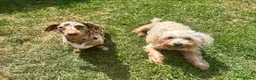 Miniature Dachshund dogs for stud: Miniature, short hair stud in Romford - Advert 26