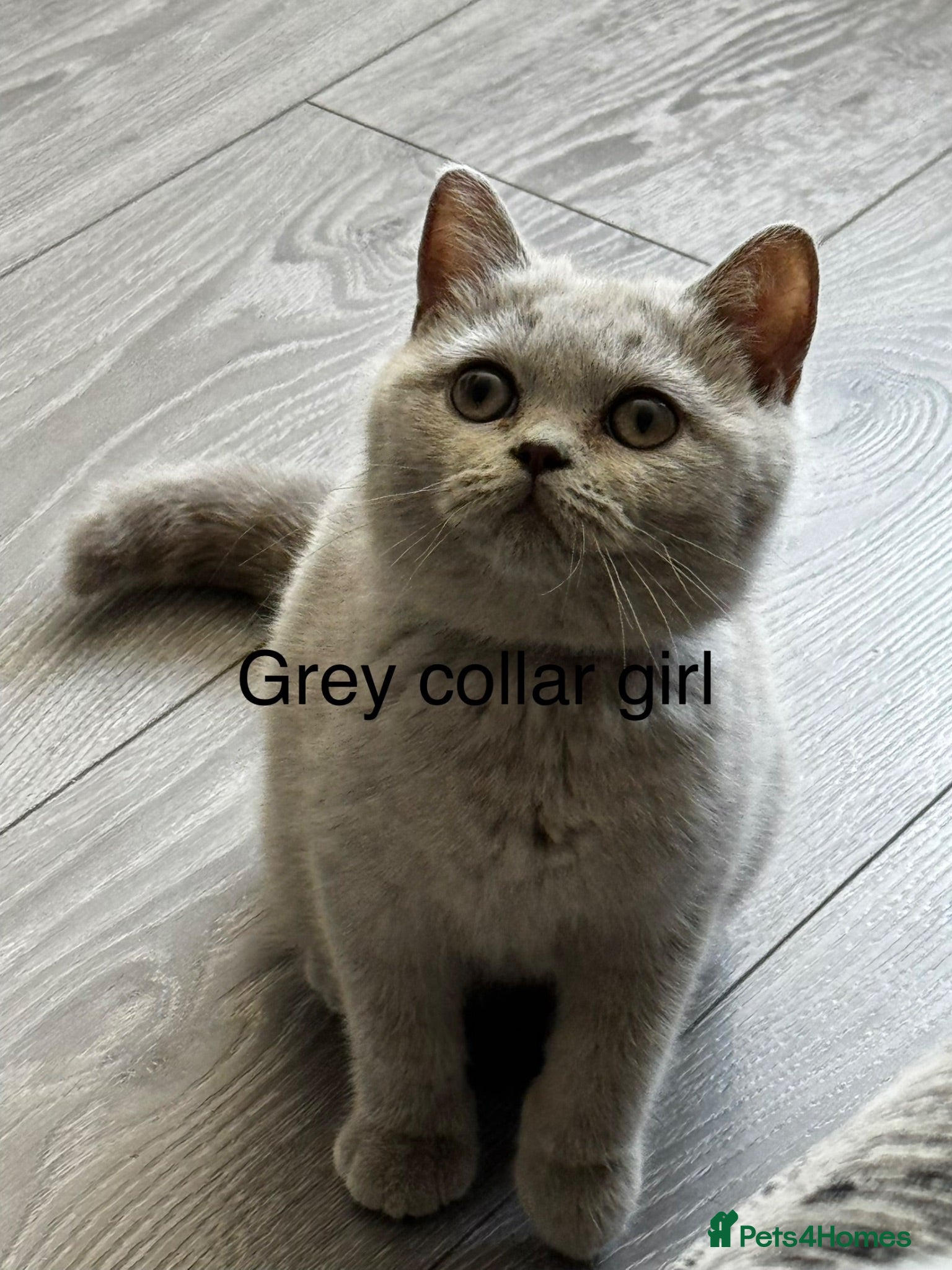 British Shorthair cats Ready Now - beautiful British Shorthaired Kittens  - Advert 1