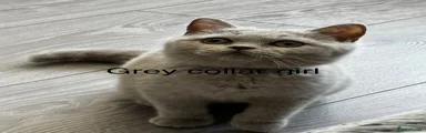 British Shorthair 2