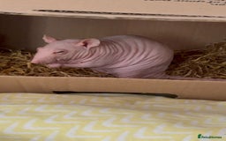 Rat rodents for sale: Double Rex Hairless Male ♥︎ in Brighton - Image 2