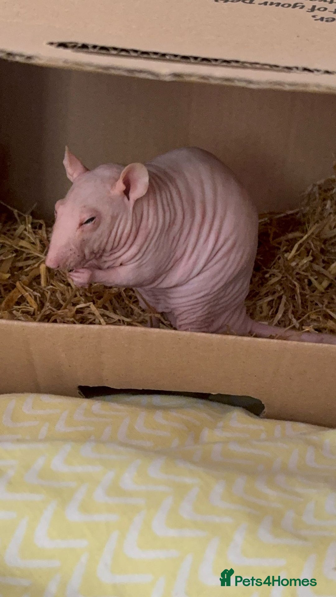 Rat rodents for sale: Double Rex Hairless Male ♥︎ in Brighton - Image 2