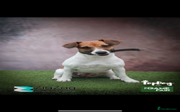 Jack Russell dogs for sale: Tri coloured Jack Russel pups  - Advert 13