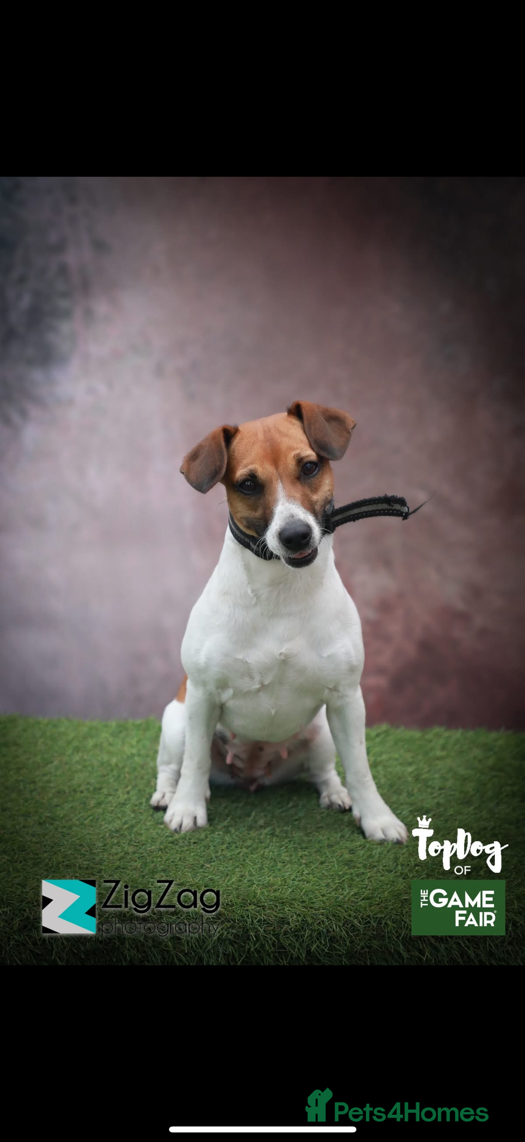 Jack Russell dogs for sale: Tri coloured Jack Russel pups  - Advert 13