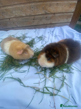 Guinea Pig rodents - Advert 20
