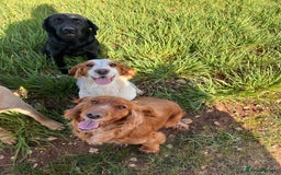 Cocker Spaniel dogs for sale: Working Cocker Spaniel Puppies  - Image 5