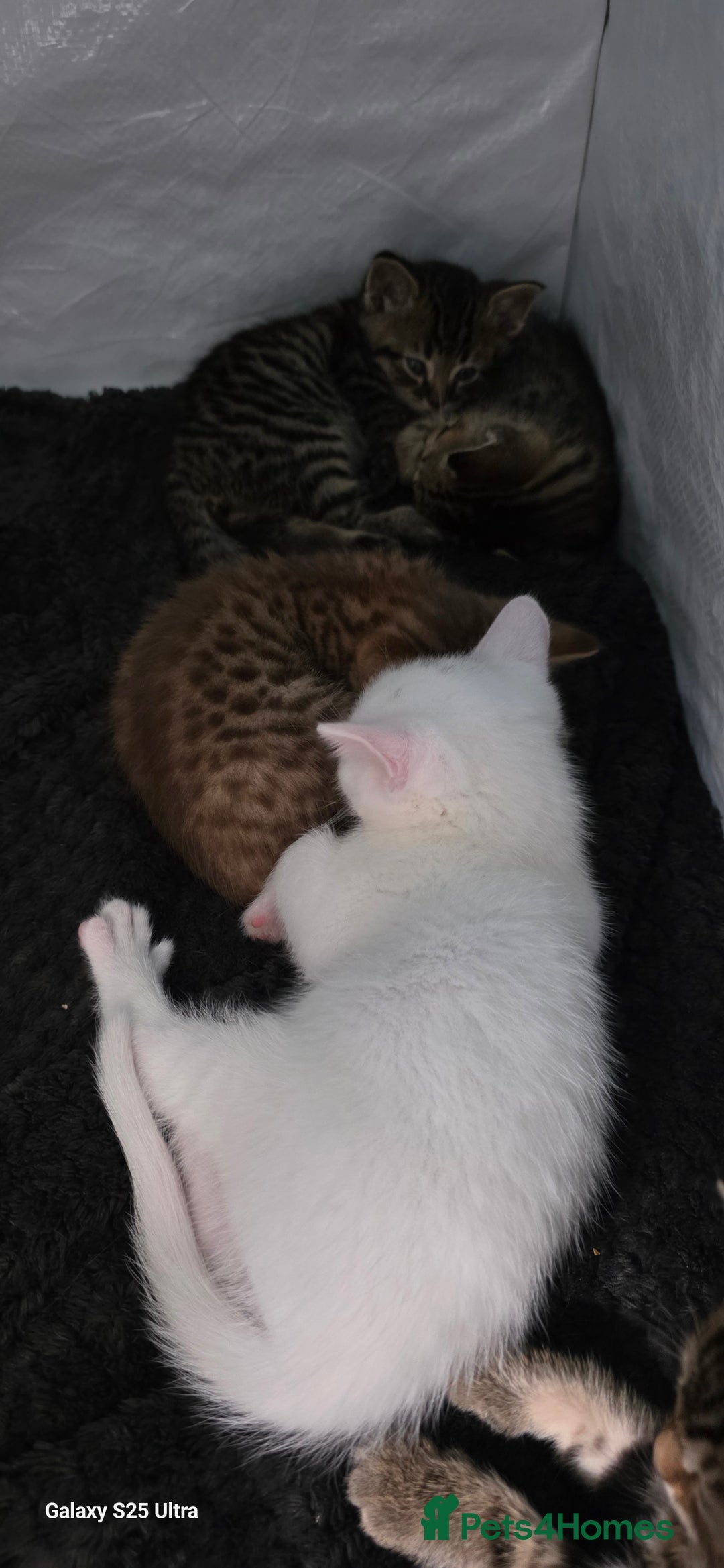 Bengal cats for sale: Bengal .. British short-hair cross - Image 6