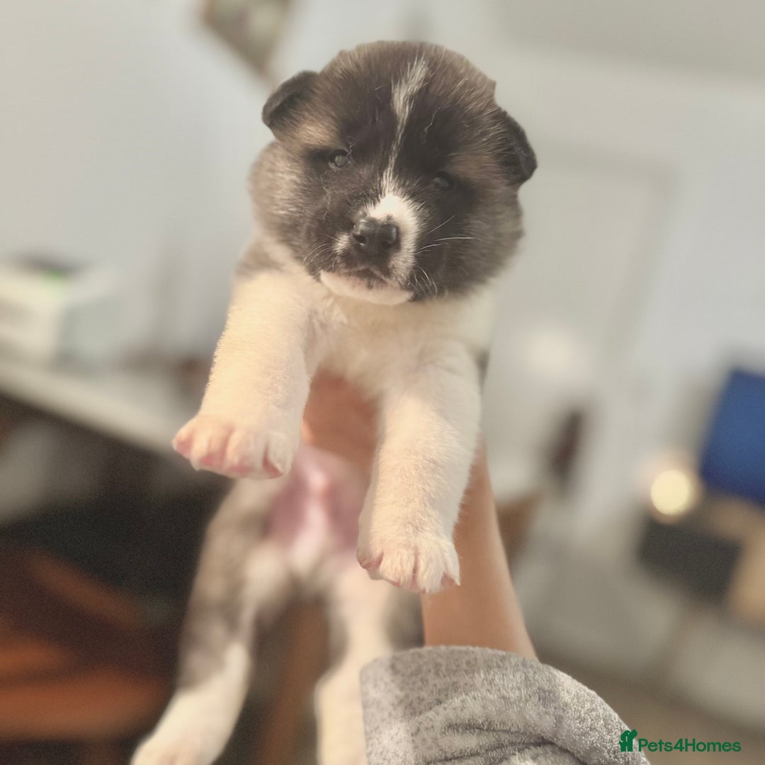Akita dogs for sale: Quality Family Raised American Akita Puppies - Advert 1