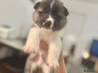Akita dogs Quality Family Raised American Akita Puppies - Advert 5
