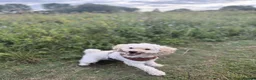 Miniature Poodle dogs for sale: Miniature poodle  - Advert 4