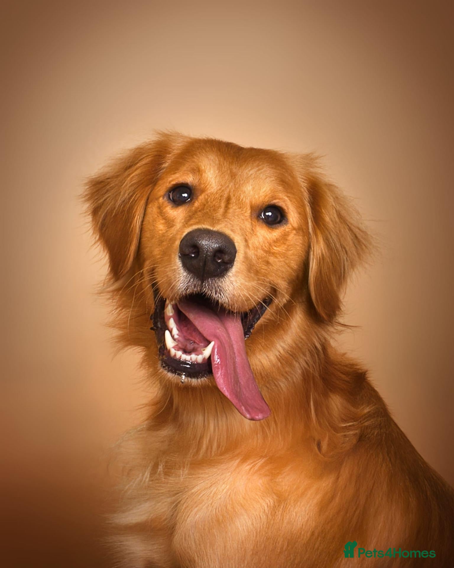 Golden Retriever dogs KC reg Red Golden retriever fully healthy tested - Advert 5