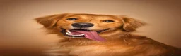 Golden Retriever dogs for sale: KC reg Red Golden retriever fully healthy tested - Advert 1