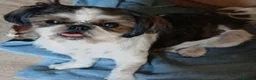 Shih Tzu dogs for sale: 2 female shih tzu puppies left - Advert 7
