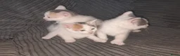 Mixed Breed cats for sale: 11 Adorable kittens 🐾 - Advert 17
