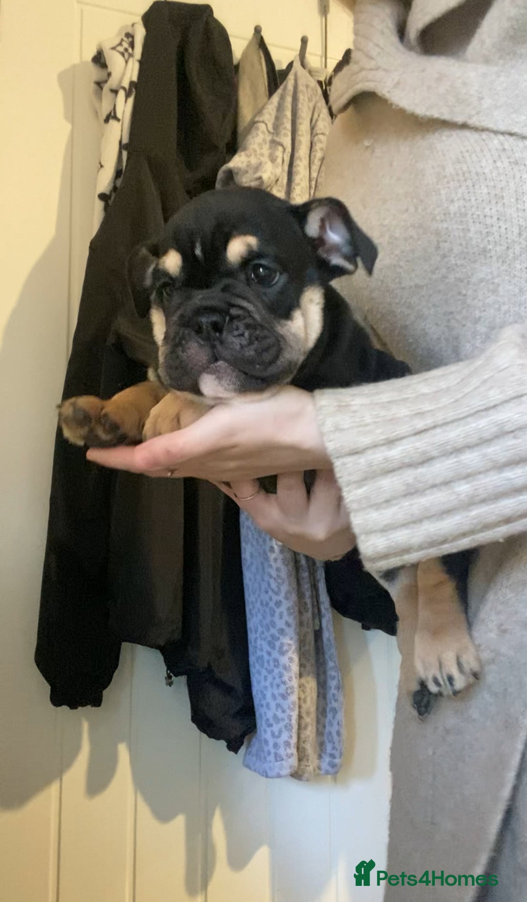 English Bulldog dogs for sale: Pedigree English bulldogs top-lines (7 weeks old)  - Image 3