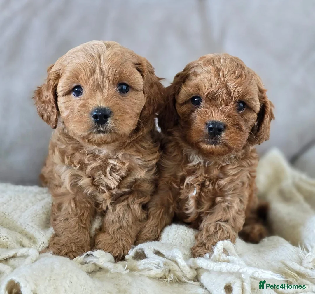 Cavapoo dogs for sale: Cavapoo puppies  in Edinburgh - Advert 2