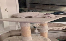 Ragdoll cats for sale: 🧁Sweet ragdolls - Image 9