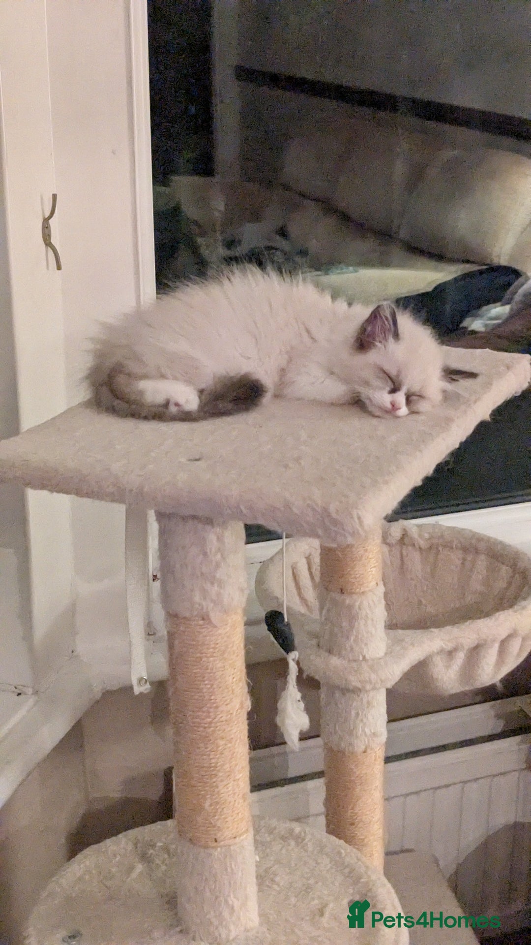 Ragdoll cats for sale: 🧁Sweet ragdolls - Image 9