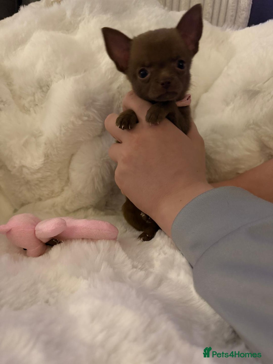 Pomchi dogs for sale: Fluffy Tiny Pomchi Puppies.🥰😍🤗 - Image 26