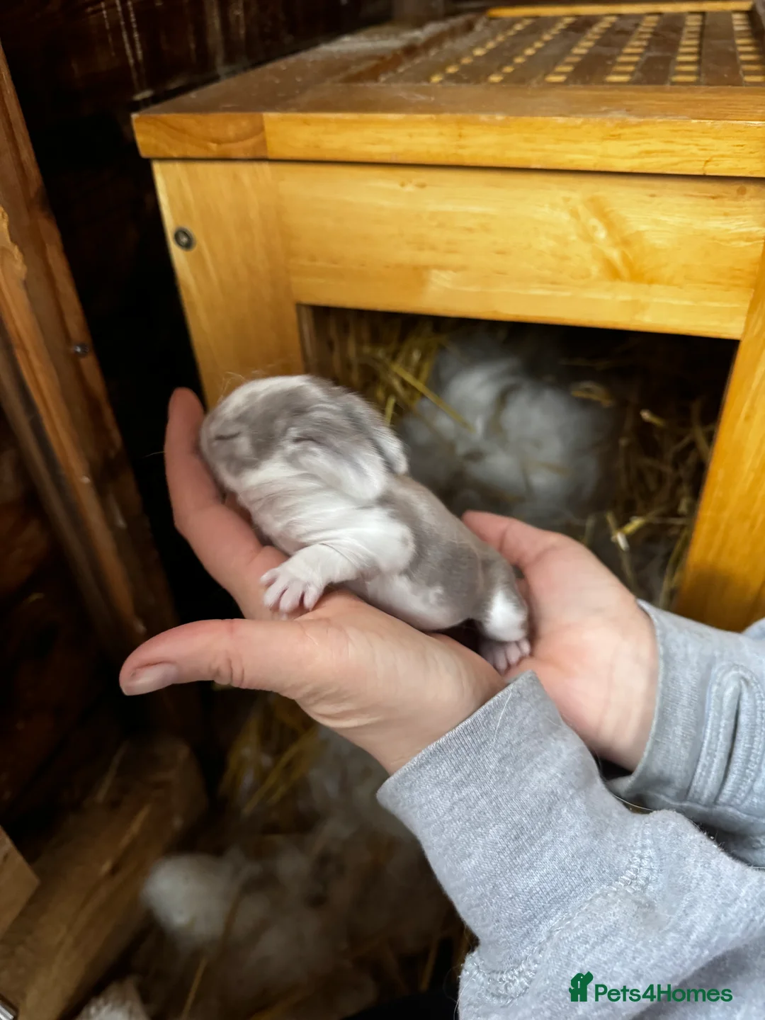 French Lop rabbits for sale: 🩷Pure bred French lop kits🩵 - Advert 29