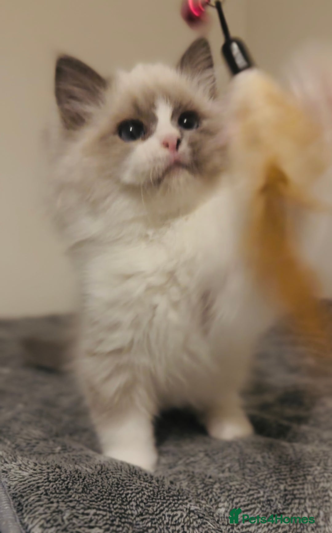 Ragdoll cats for sale: 💙🐾Tica full Pedigree🐾EU Ragdoll 🐱🐾DNA Clear - Image 35
