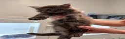 Maine Coon cats for sale: 2 Full Pedigree Maine Coon Kittens  - Advert 6