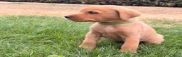 Labrador Retriever dogs for sale: Working Labrador Puppies – KC Registered in Shrewsbury - Advert 10