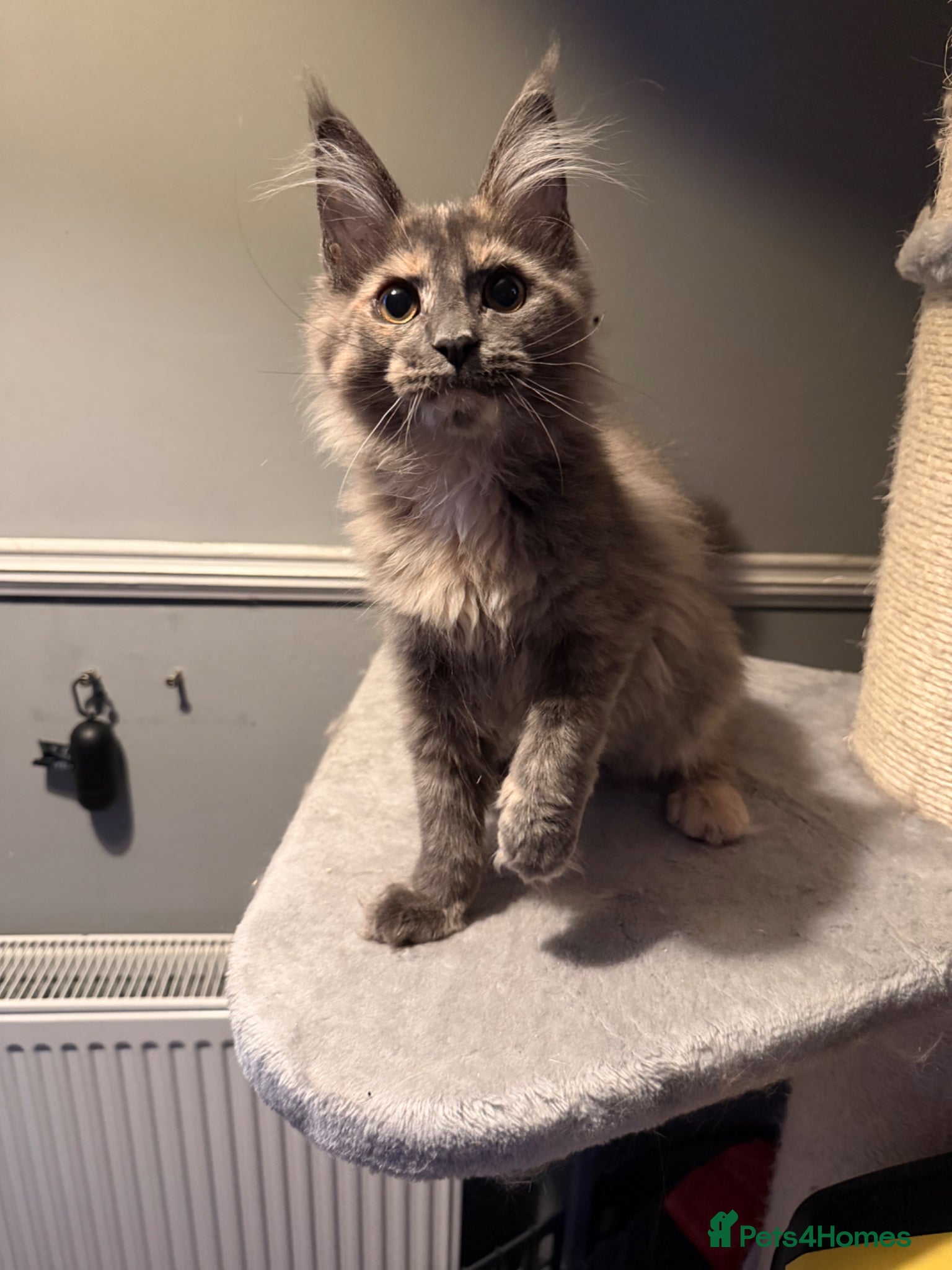 Maine Coon cats Tica registered Maine Coon kittens - Advert 2