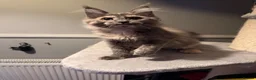 Maine Coon cats for sale: Tica registered Maine Coon kittens - Advert 1