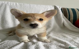 Welsh Corgi Pembroke dogs for sale: SHOW QUALITY Pembroke Welsh Corgi Pups - Image 1