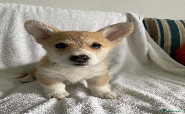 Welsh Corgi Pembroke dogs - Advert 1