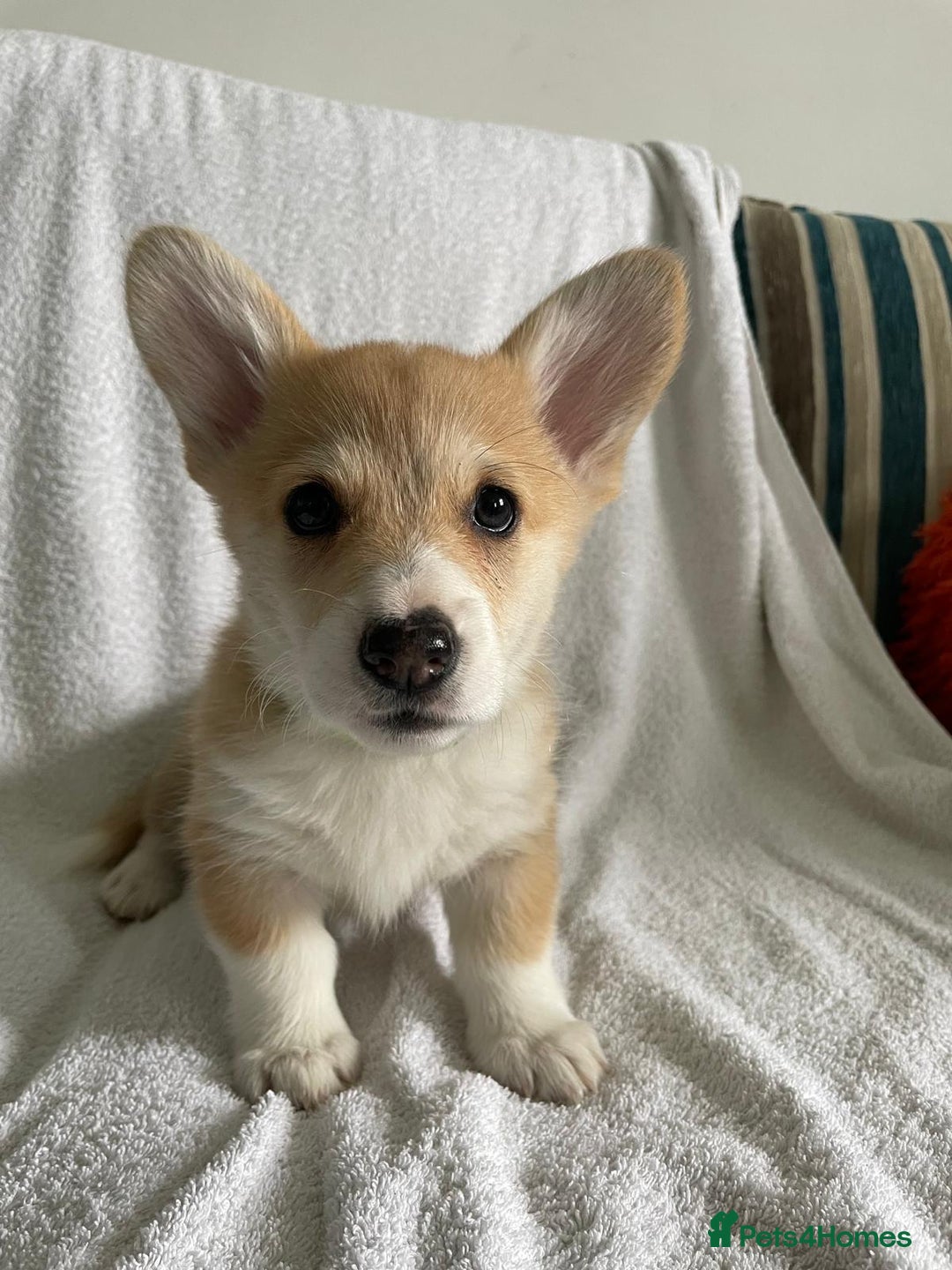 Welsh Corgi Pembroke dogs for sale: SHOW QUALITY Pembroke Welsh Corgi Pups - Image 1